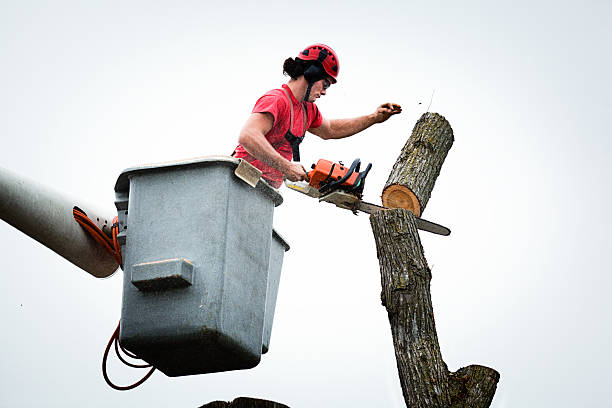 Best Hedge Trimming  in Omro, WI