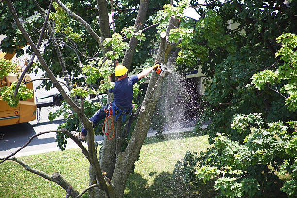 Best Lawn Edging  in Omro, WI