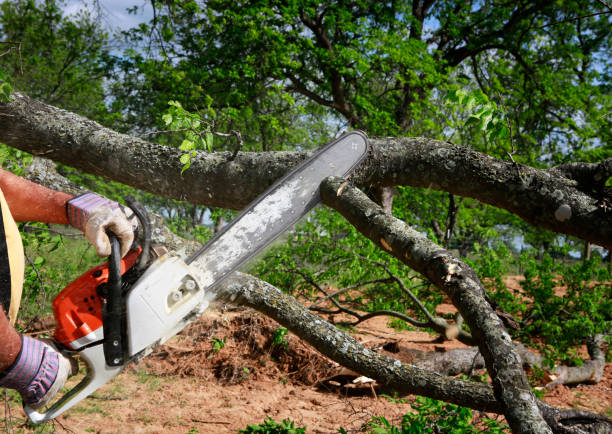 Best Stump Grinding and Removal  in Omro, WI