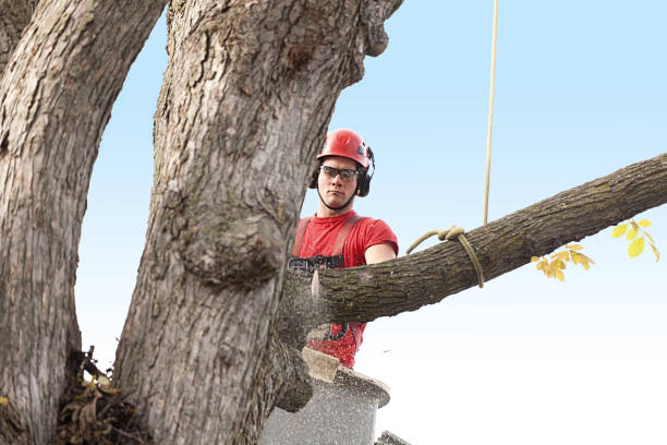 Best Tree Removal  in Omro, WI